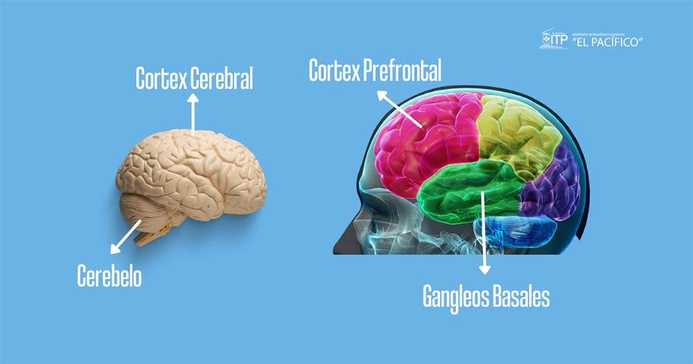 hábitos en el cerebro