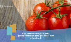 Los tomates modificados genéticamente para producir más vitamina D, portada