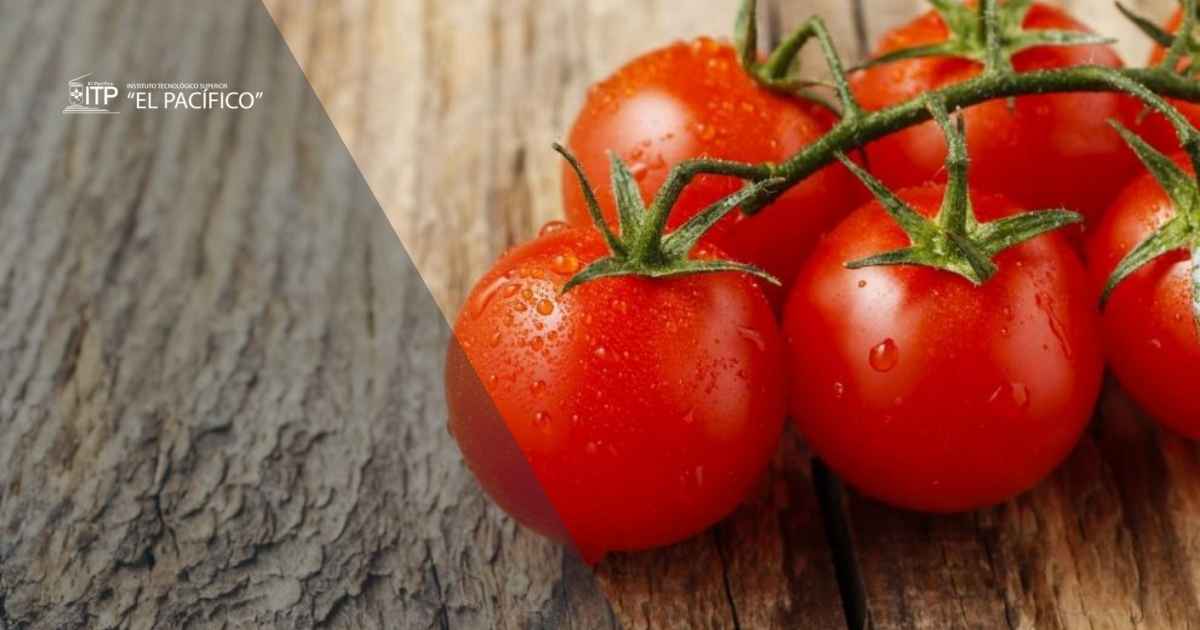Los tomates modificados genéticamente para producir más vitamina D